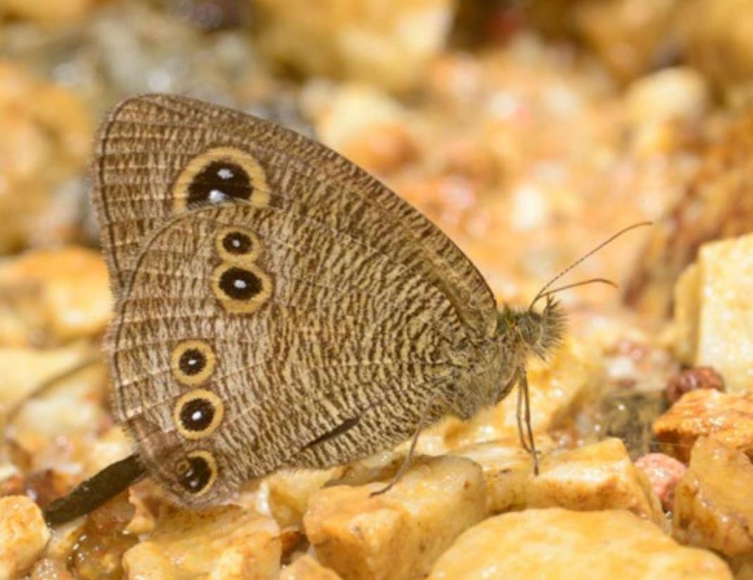 幽矍眼蝶banggang蟪蛄丽蜡蝉莽蝽绿点椭圆吉丁丽蜡蝉胡桃天蚕蛾spring