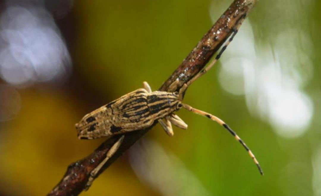 蜡蝉莽蝽绿点椭圆吉丁丽蜡蝉胡桃天蚕蛾spring一只有着夸张"头冠"的股