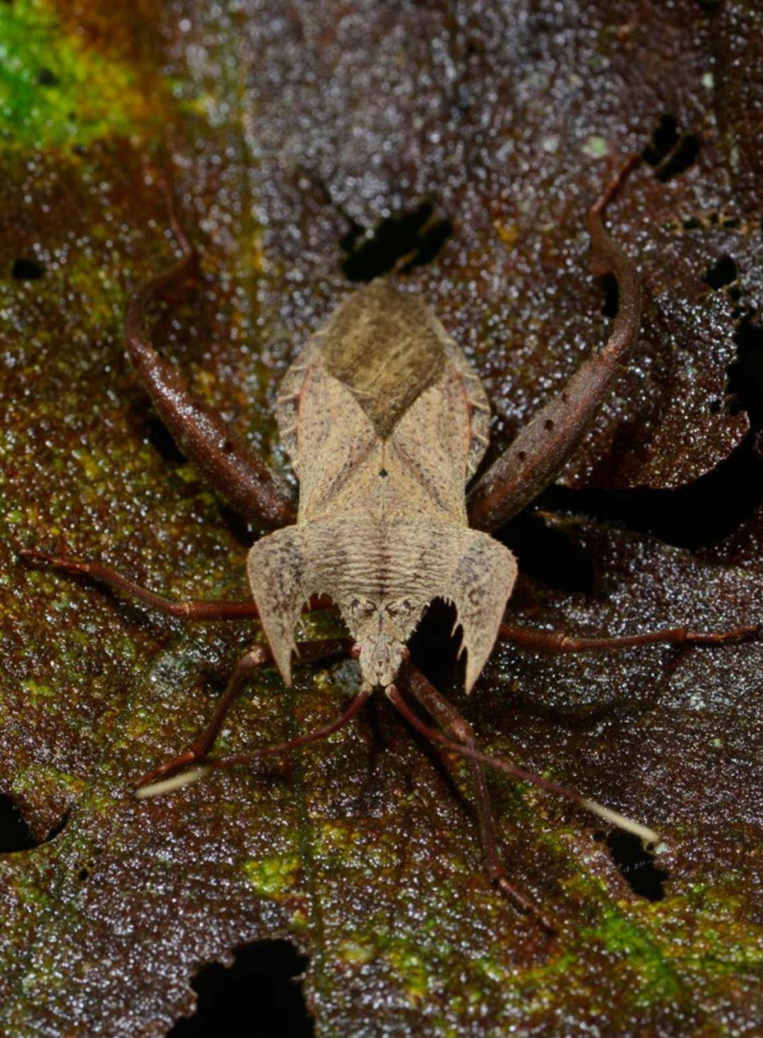 矍眼蝶banggang蟪蛄丽蜡蝉莽蝽绿点椭圆吉丁丽蜡蝉胡桃天蚕蛾spring