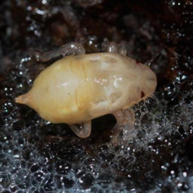 泡沫里的沫蝉若虫 树干上的大团泡沫