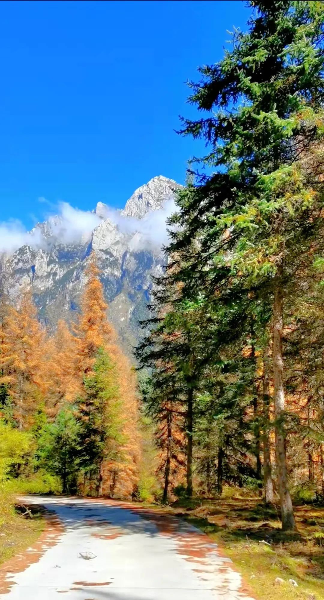 文/图|舟曲县文体广电和旅游局 闵尕让编辑|姗姗审核 | kyr121121,柯