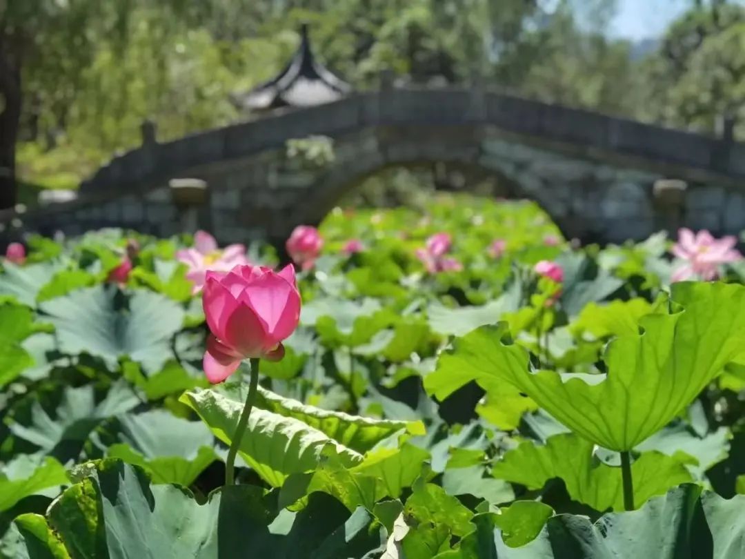 教书育人的准则与期盼南开大学津南校区马蹄湖中的黑天鹅华东师范大学