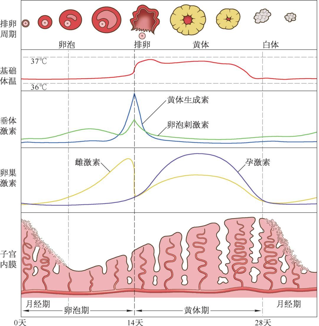 仁济解囊代谢微课堂青春期女孩月经不规律是正常的吗