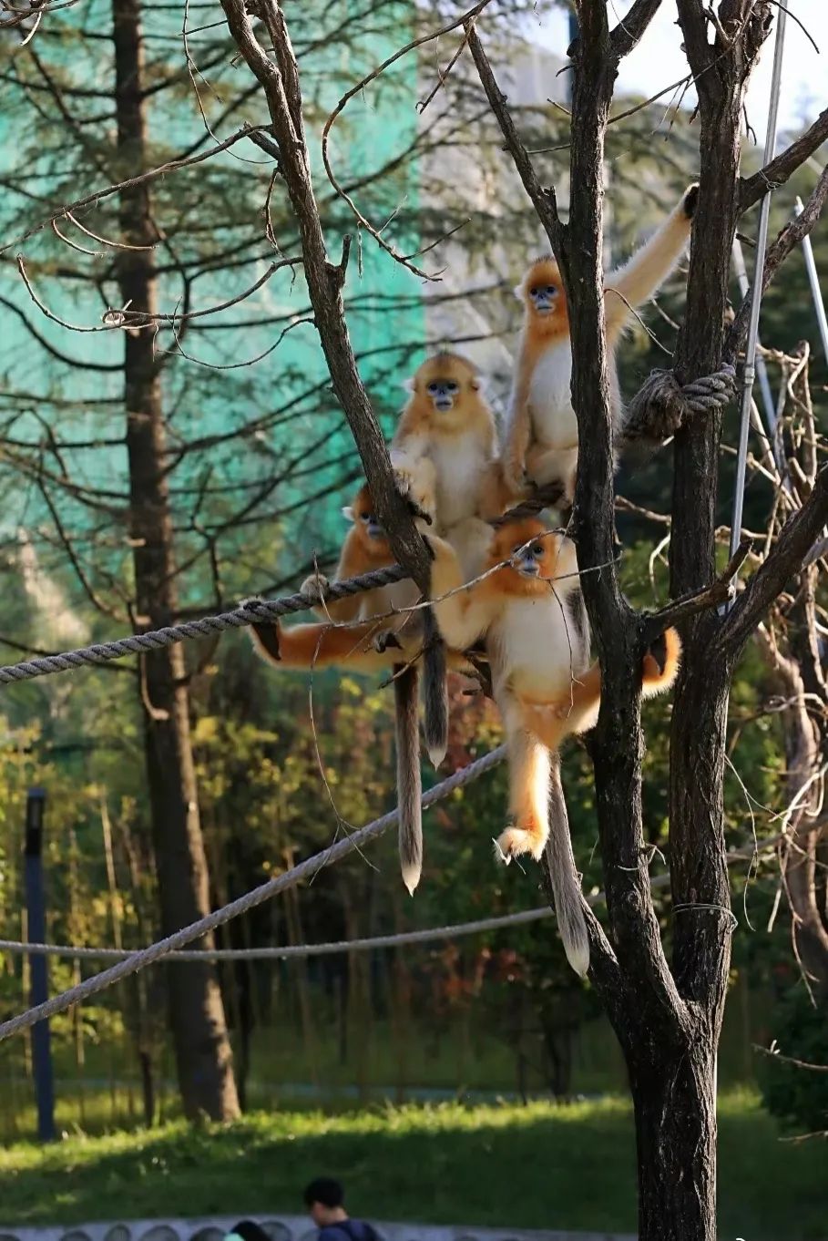 陕西高度重视大熊猫保护工作,为保护秦岭这一天然基因库的生物多样