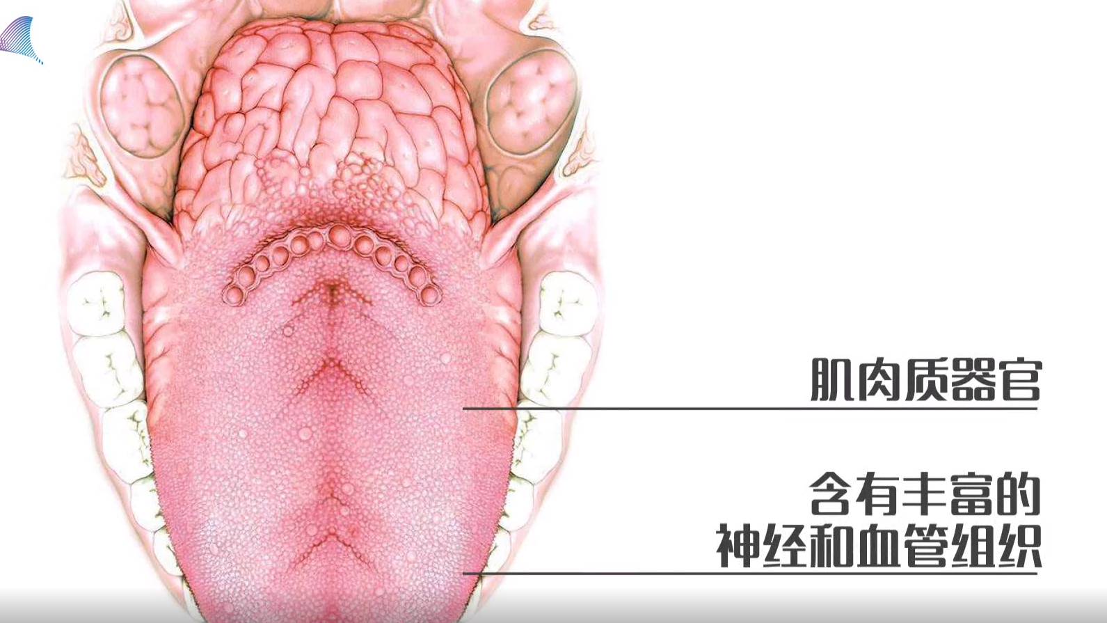 影视剧里的咬舌真的能自尽吗？