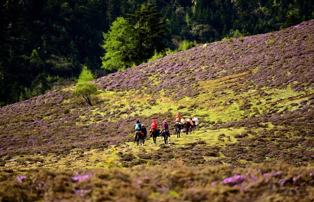 香格里拉故事带你走进香格里拉尼汝村