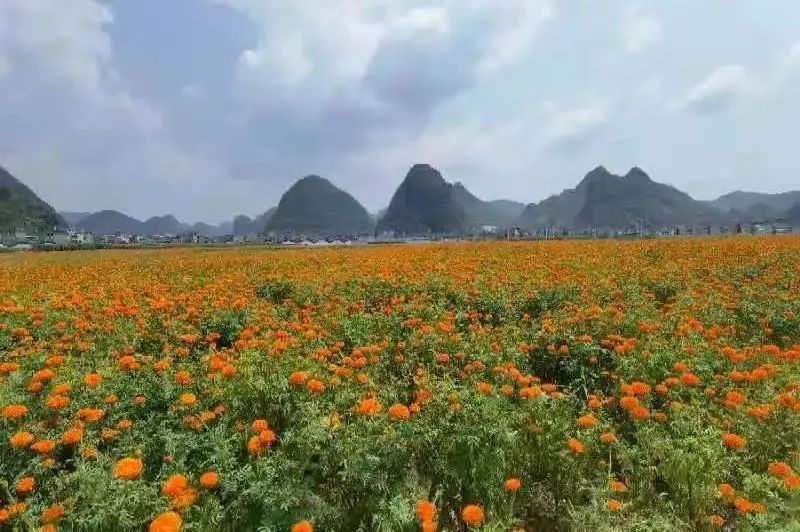 乡游黔中紫云县黄鹤营村│藏匿安顺周边的绝美古村推窗即画卷