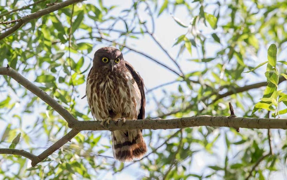 猫头鹰属于夜间性猛禽学名:鸮(xiāo)属于国家二级保护动物接下来民警