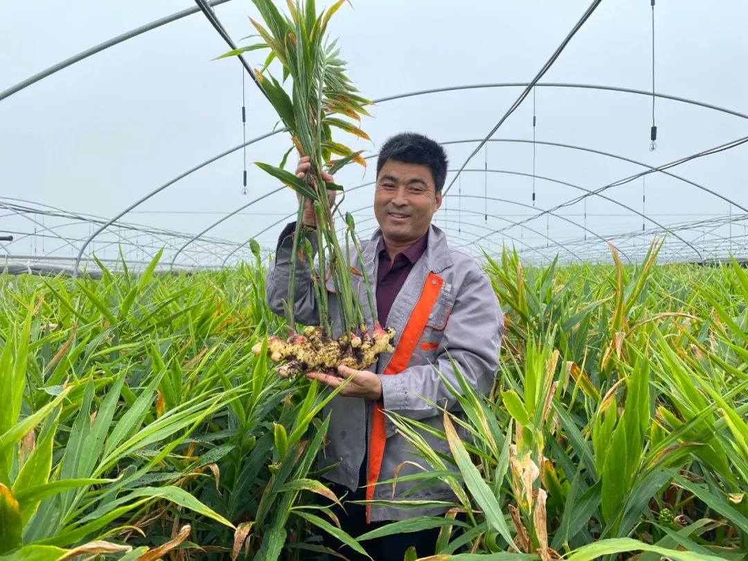 有机生姜基质栽培 让姜农稳定致富增收