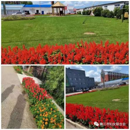 美丽乡村建设进行时27嫩江市海江镇推进美丽家园创建点靓美丽乡村