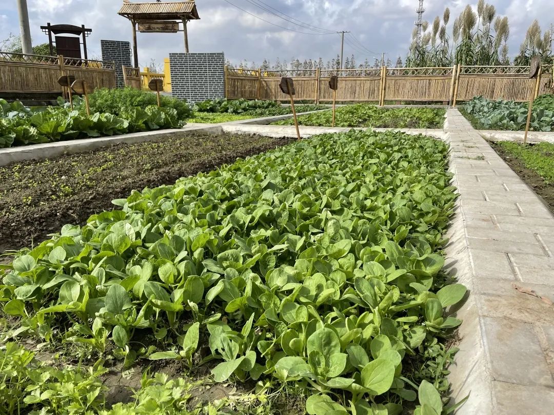 浦锦有片现实版的开心农场这里的蔬菜很有爱