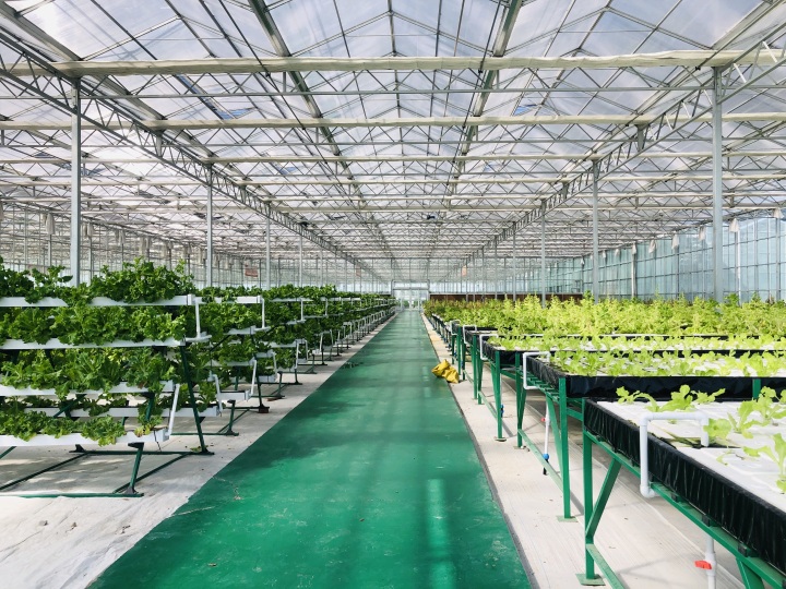 这就是淄博彭东农业智慧农业让大棚种植提质增效