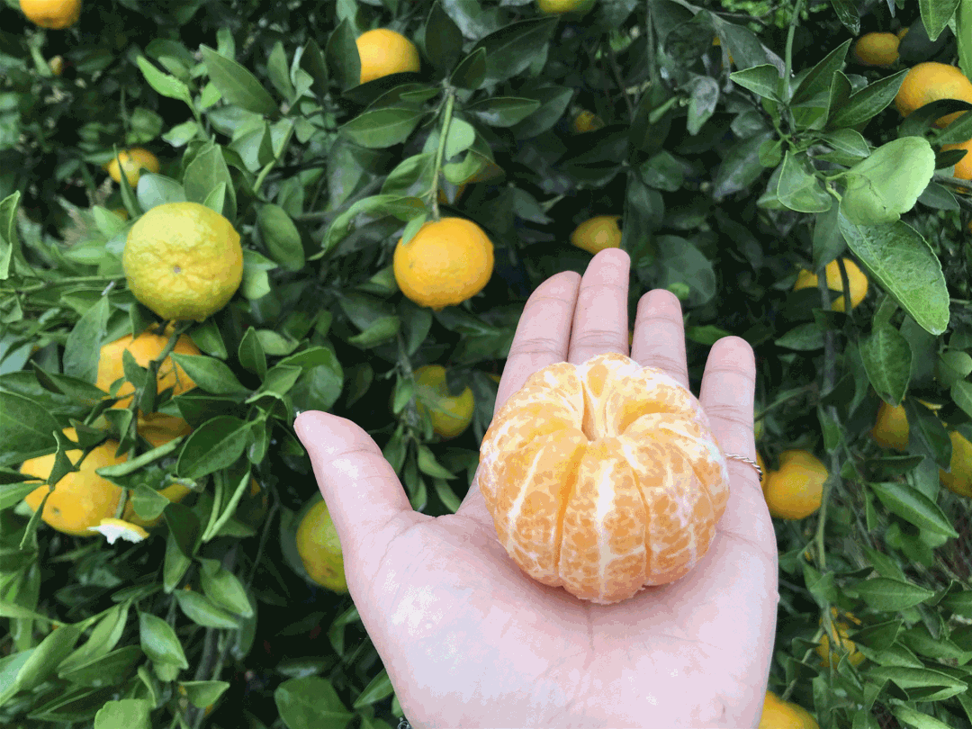 10月23日,以新余蜜桔文化节的名义,喊你来马洪摘桔子啦!