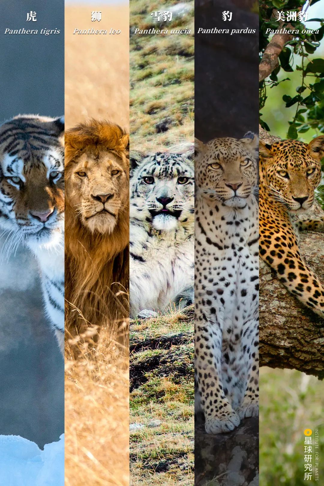 豹是猫的祖先吗 863.jpg