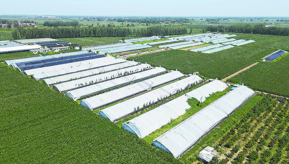 阚店村大棚蔬菜种植基地