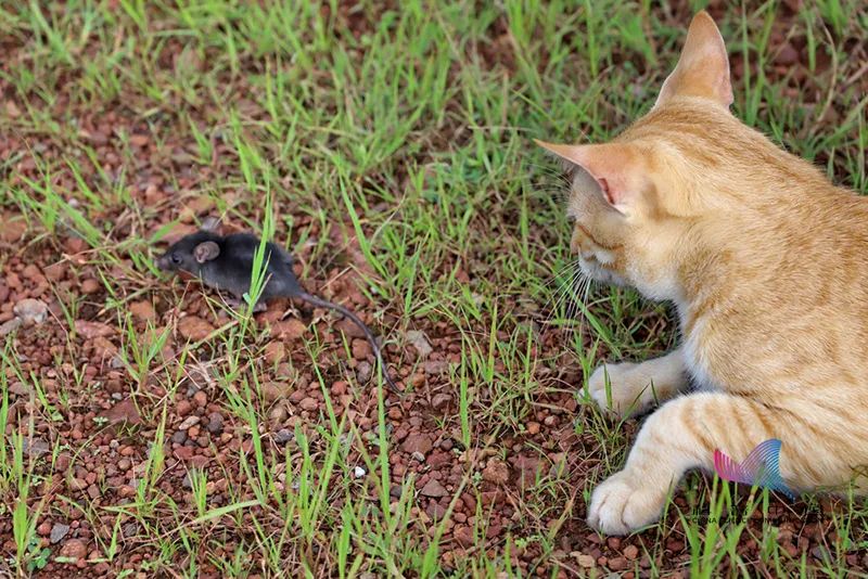 科普丨为什么老鼠那么多病菌,猫吃老鼠却不会生病?