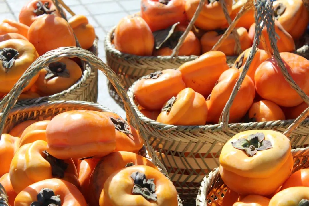 来啦来啦柿子来啦