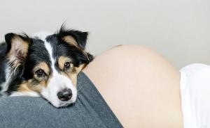 90后成养宠主力军，弃养现象增多，怀孕还能养宠物吗？