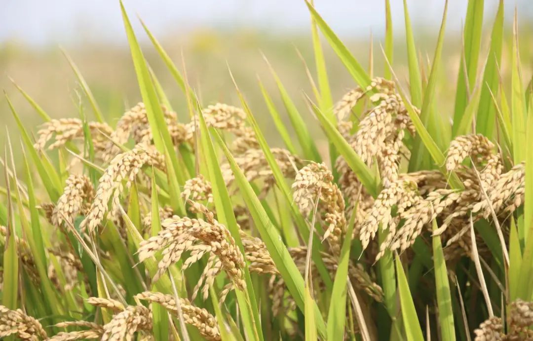 的粥 米香四溢,口感顺滑 用新米蒸出来的饭 米粒晶莹饱满,粘糯有嚼