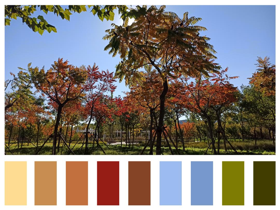 今日霜降叮咚南开向您送来一份初秋色卡