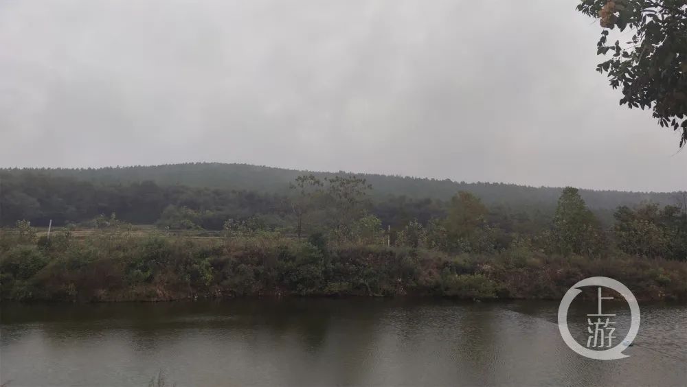 10月20日，湖北钟祥，当年案发的石门水库附近的小树林。/上游新闻记者 牛泰