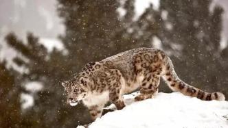 世界雪豹日：保护珍稀且濒危的雪豹及其栖息地