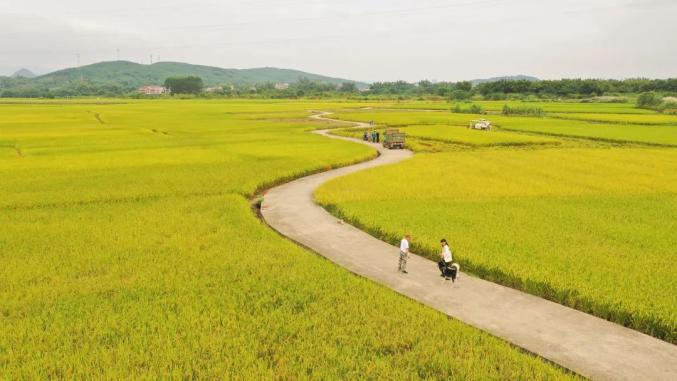 又一绝美打卡点超大片s稻田就等你来