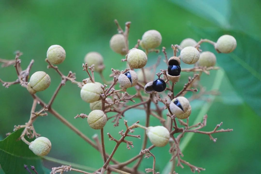 上海植物园伞花木种子(果实成熟时果皮裂开先脱落,种子不落或晚落) 用