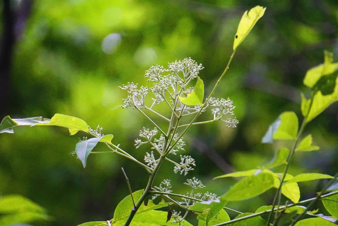 走近华东地区珍稀濒危植物——伞花木