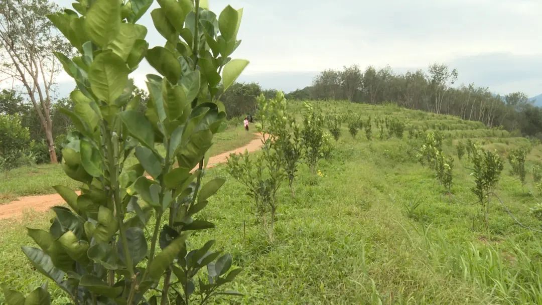 景洪农场:培育壮大新兴特色产业 加快推进乡村振兴步伐