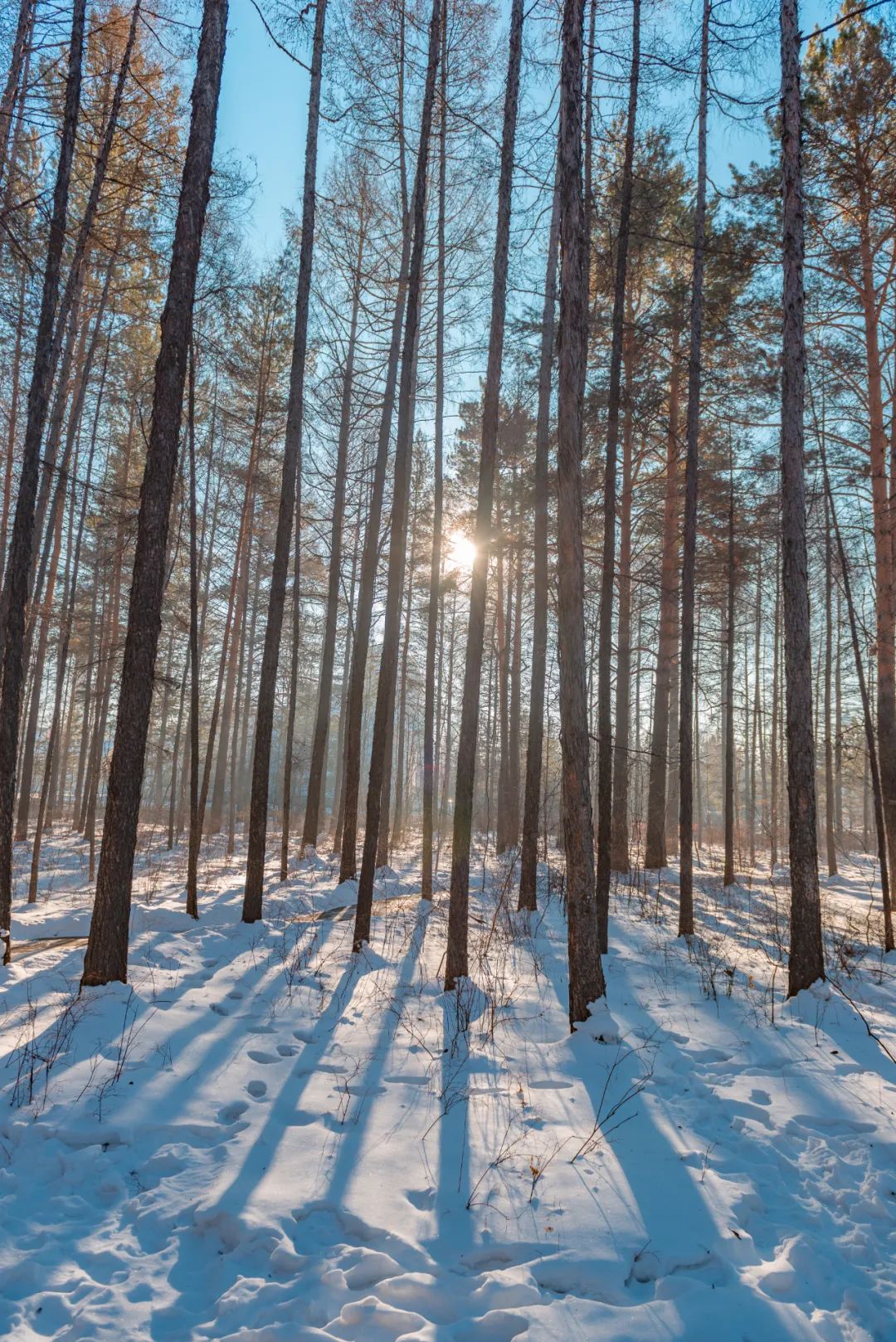 一半芬兰童话一半北欧森林零下40的中国北极美炸了