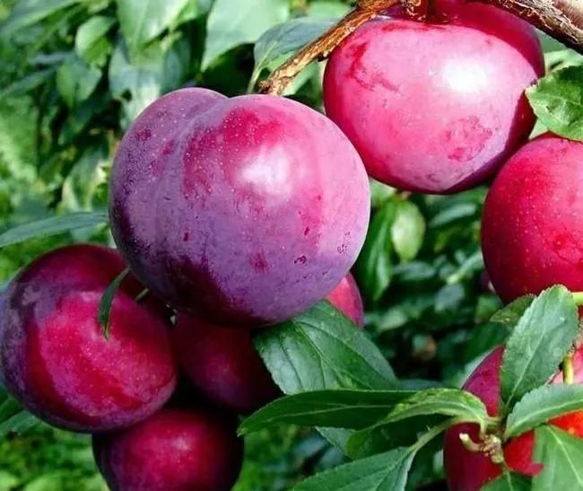 秋天是什么味道辽宁的水果之旅惊艳了气候品鉴