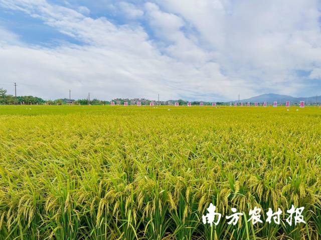 60年传承与发展广东水稻产业迈向高质量之路