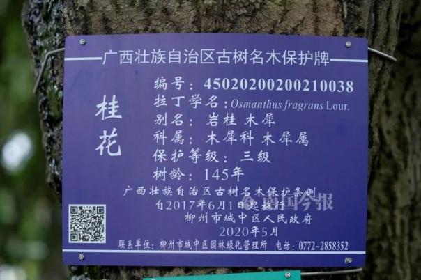 园区内还种植了234株桂花树桂花的盛开,让柳侯公园满是芬芳也吸引了不