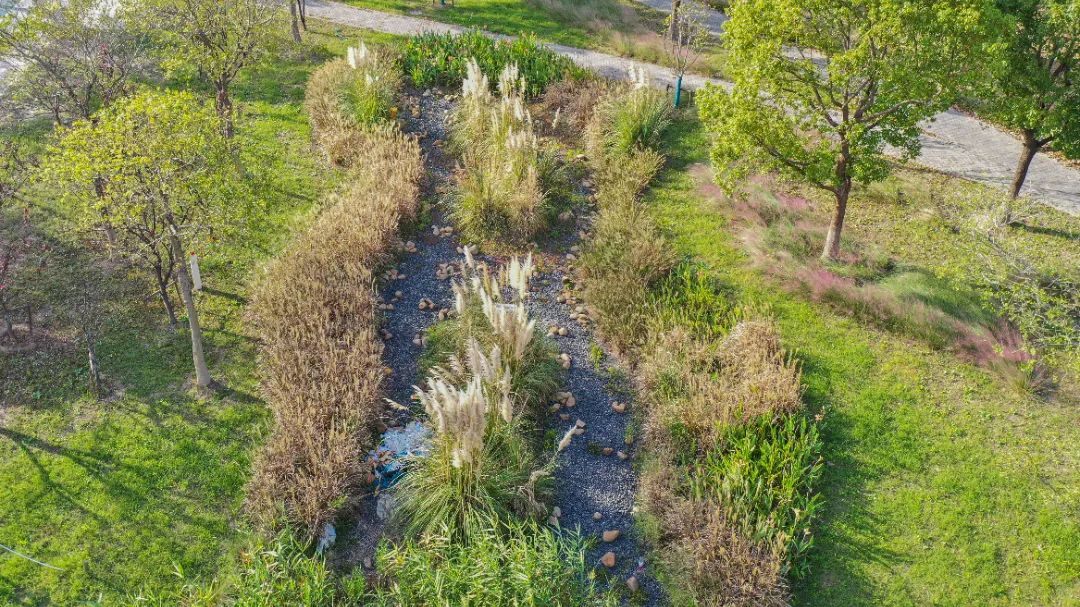 【探索】可观赏,可游憩,可体验!沪城环路海绵示范段等您打卡→_澎湃号