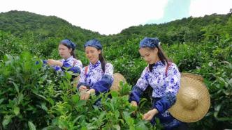茶叶托起广东肇庆山区的振兴之梦 封开已形成白马茶叶产业带