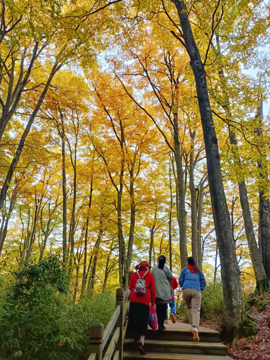 光霧山25日紅葉指數燕子嶺米倉山已達最佳觀賞期