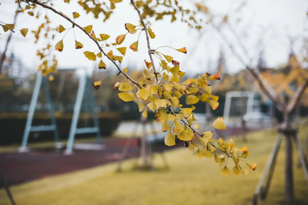 上海海關學院活動中心門前草坪銀杏樹上海科技大學圖書館秋景教授公寓