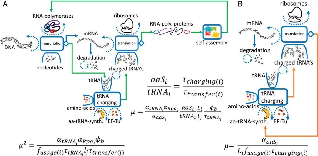 trna与aas自催化循环示意图