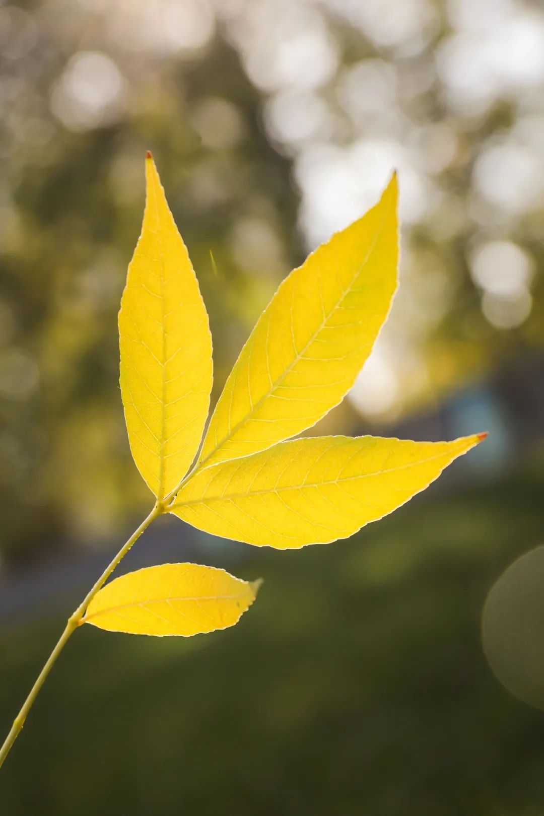 超级美南开初秋美图走一波