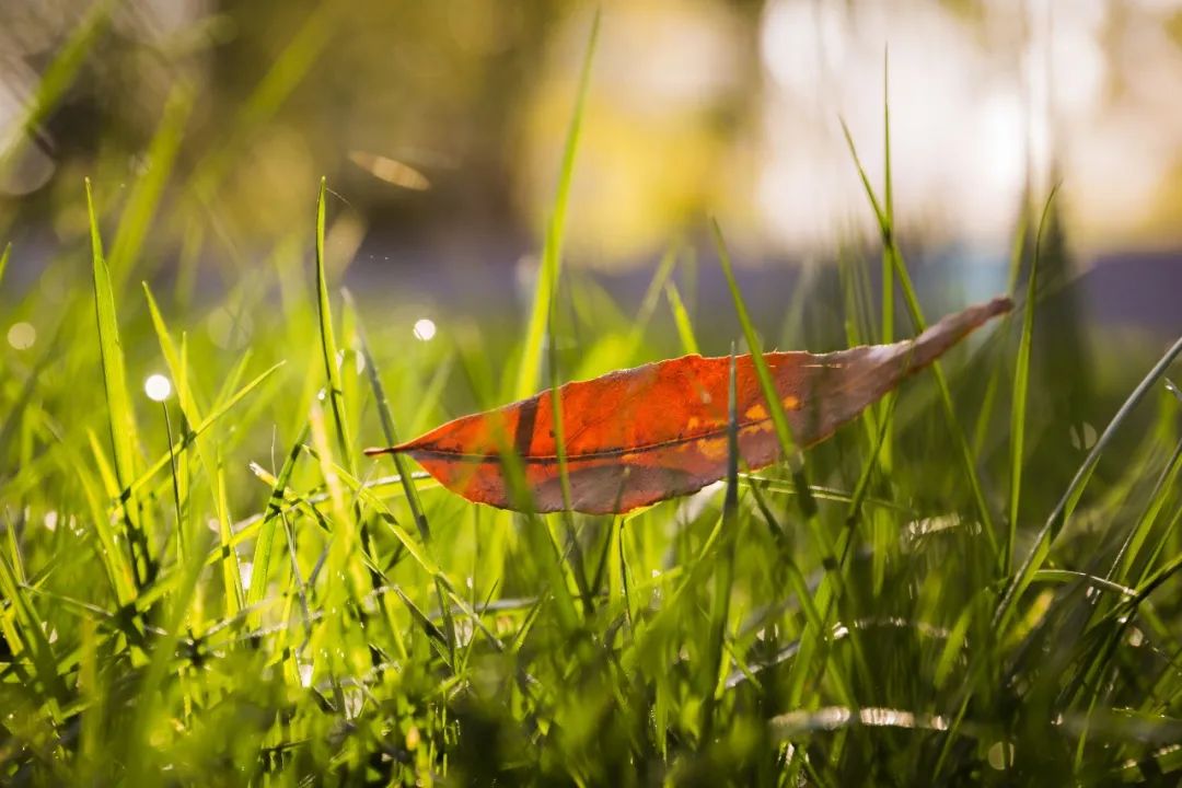 超级美南开初秋美图走一波