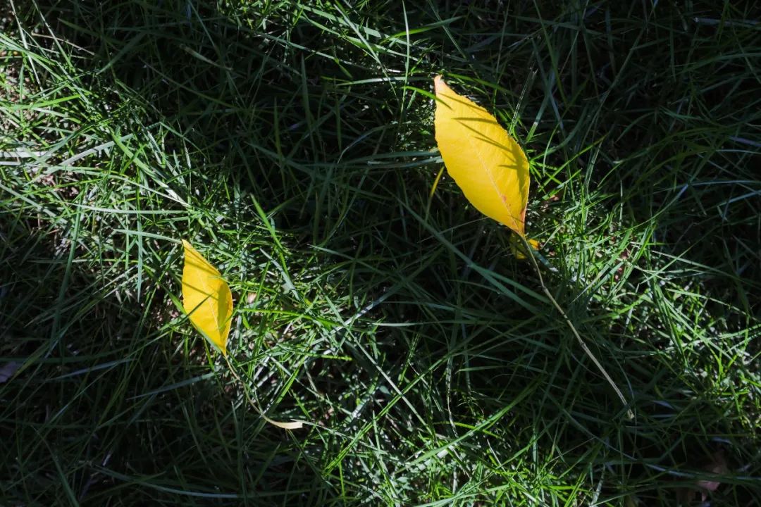 超级美南开初秋美图走一波