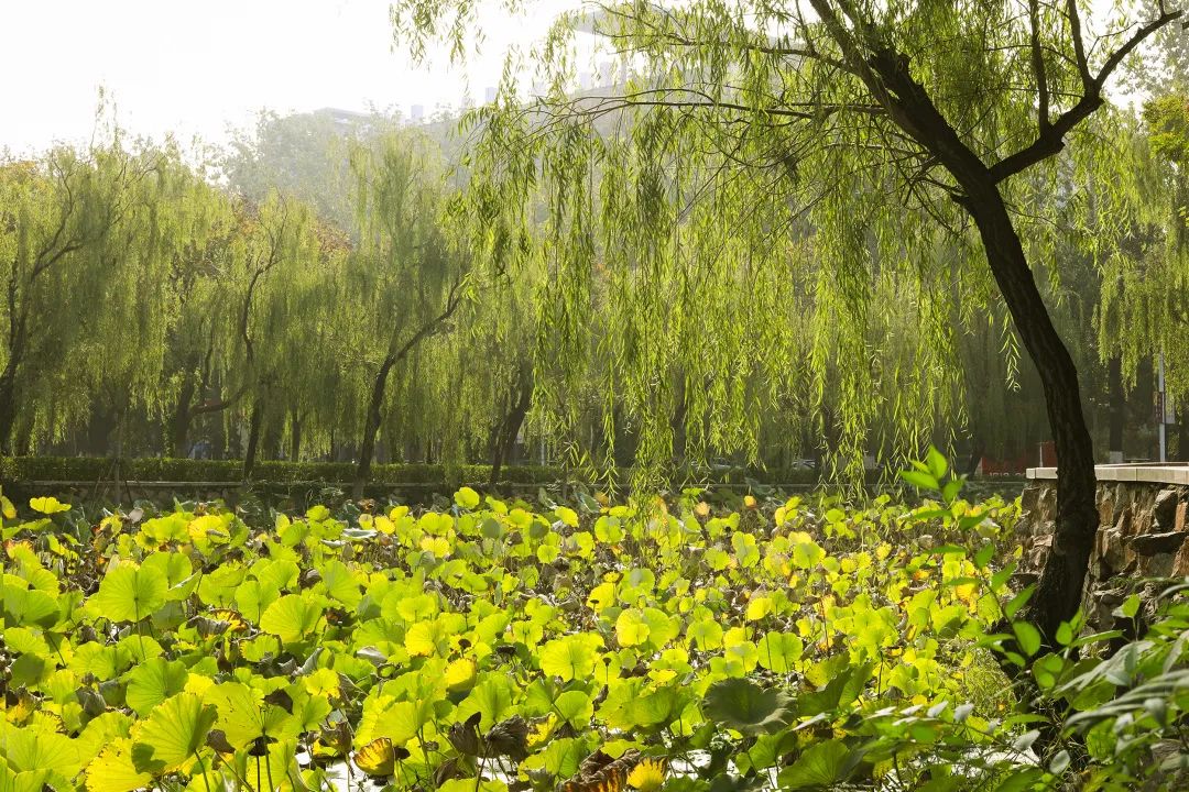 超级美南开初秋美图走一波