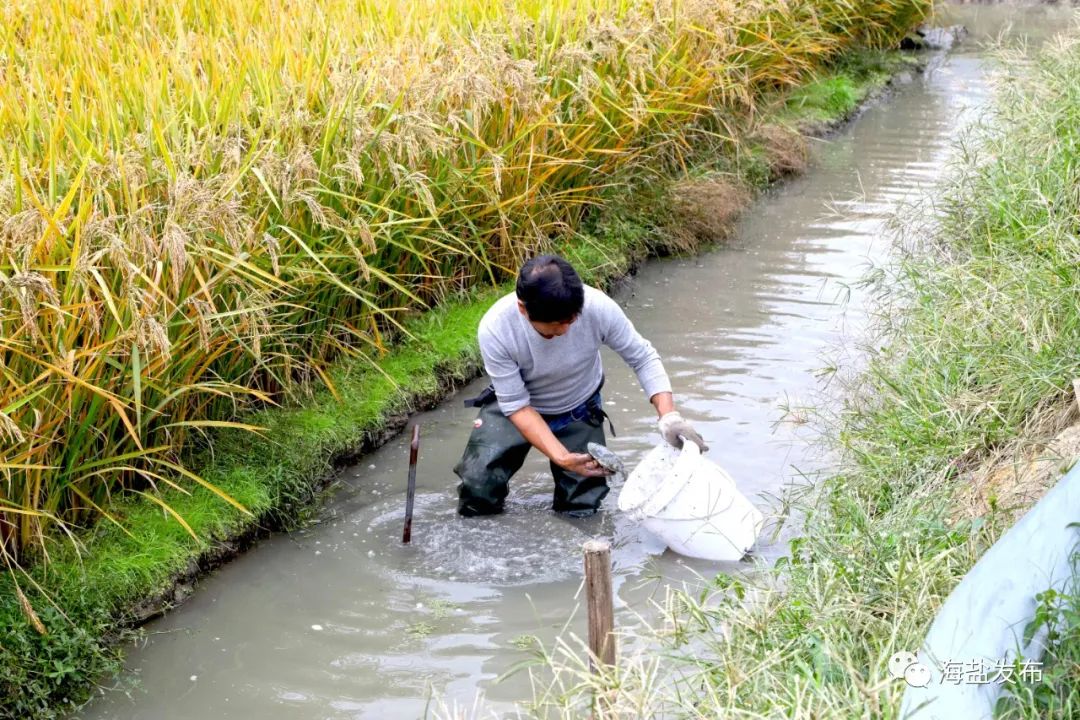 共富排头兵|甲鱼养在稻田里,价格高3倍!