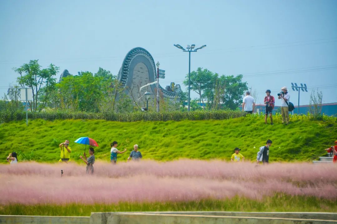 在原本荒草遍地的洲尾围湿地公园,换上了鹭鸟齐飞,花海盛放的景象.