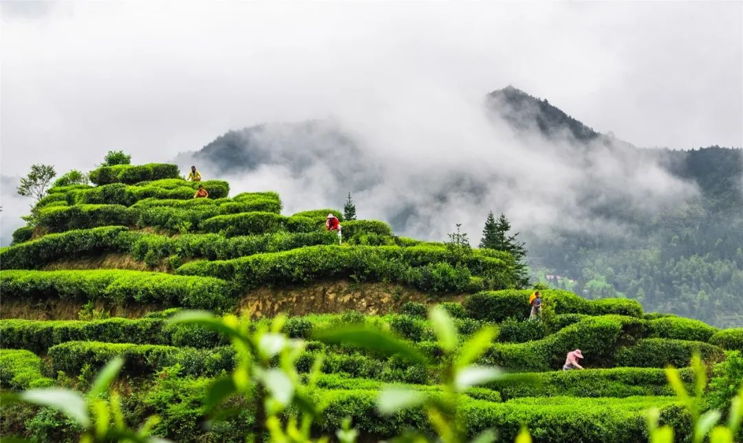 茶,我的家在罗霄山脉井冈南麓的江西省遂川县,因生长在狗牯脑山而得名