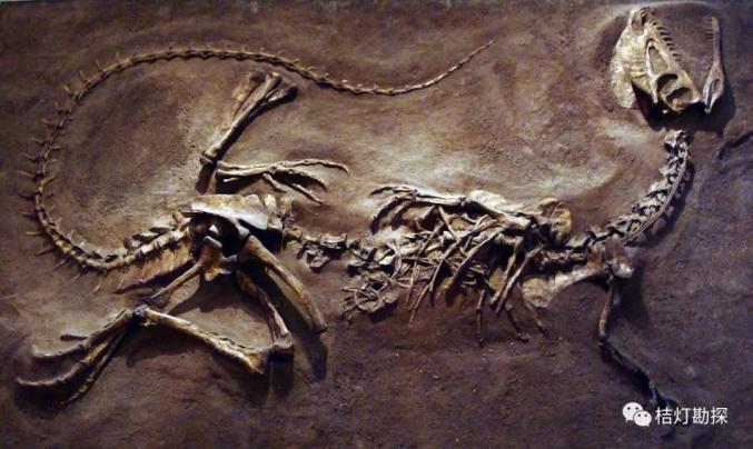 羽王龙化石图片