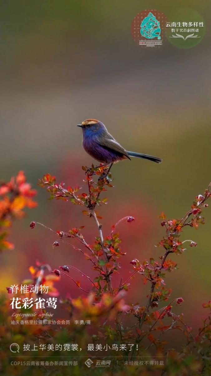 【雲南生物多樣性數字化百科圖譜】花彩雀鶯:披上華美的霓裳,最美小鳥