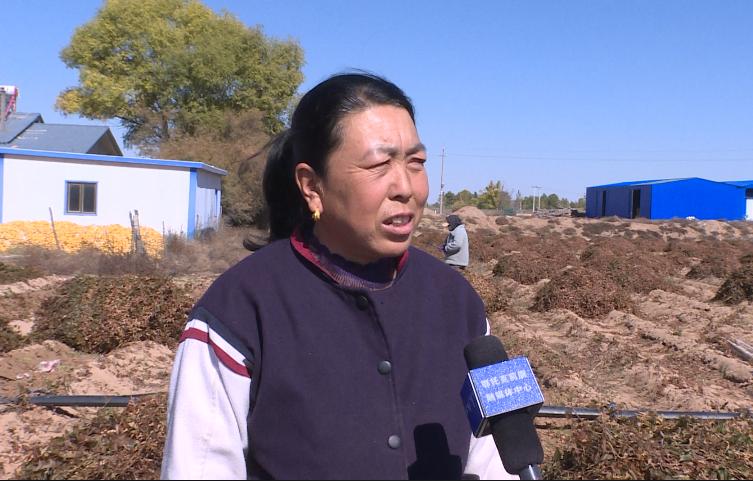 鄂托克前旗城川镇:百亩山药喜丰收