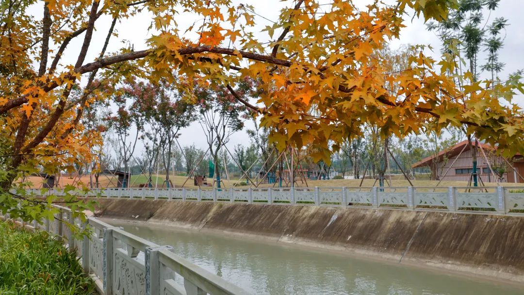 打翻了調色盤龍泉驛這個公園藏著斑斕多姿的秋色